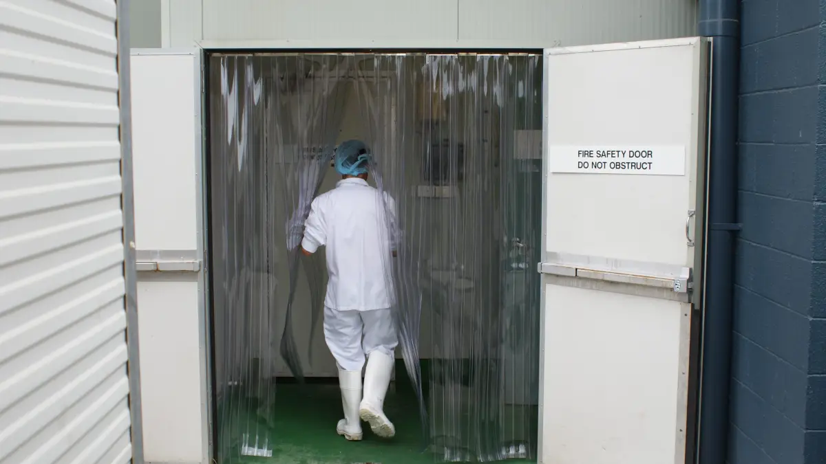Walking through plastic curtains;  PVC door strips to a cold room in a food processing and manufacturing factory of Golden Cockerel